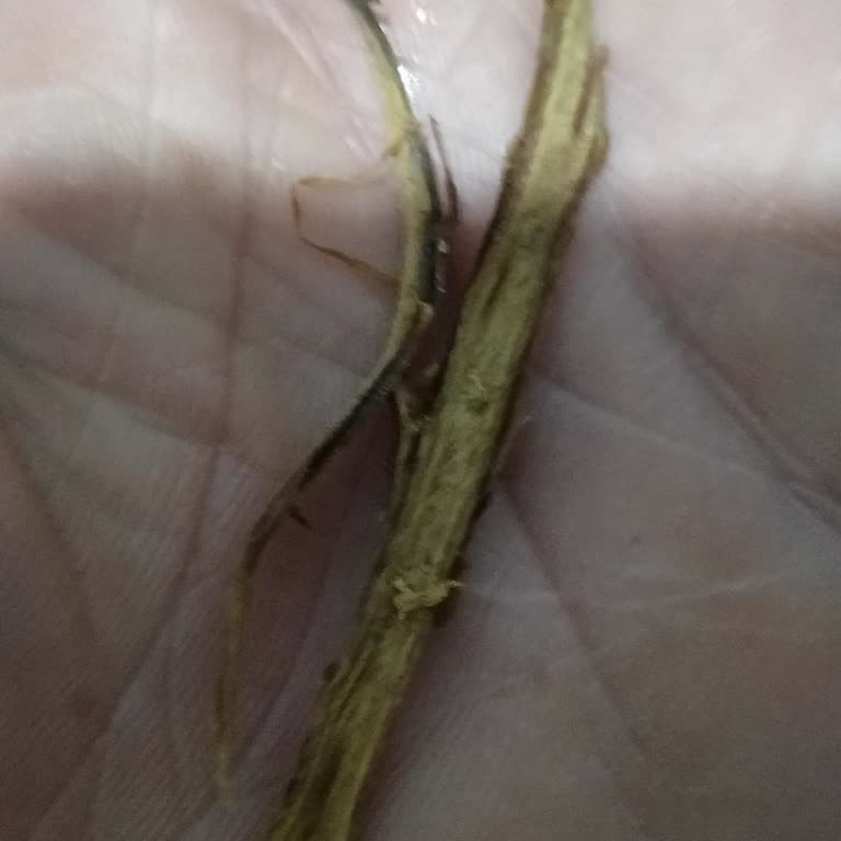 Camel Yellow Tütünde Aşırı Çöp Ve Yabancı Parça Sorunu