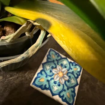 Orkide Hızla Soldu, Destek Çubuğu Yerleştirildi Ve Müşteri Yanıt Almadı