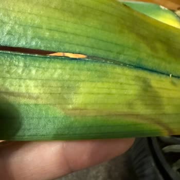 Orkide Hızla Soldu, Destek Çubuğu Yerleştirildi Ve Müşteri Yanıt Almadı