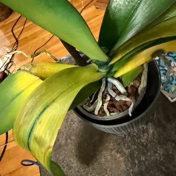 Orkide Hızla Soldu, Destek Çubuğu Yerleştirildi Ve Müşteri Yanıt Almadı