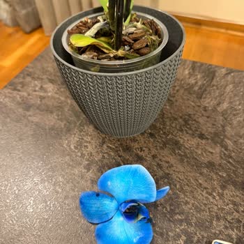 Orkide Hızla Soldu, Destek Çubuğu Yerleştirildi Ve Müşteri Yanıt Almadı