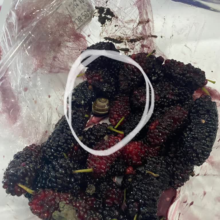 Altın Gross Karadut Ürününde Salyangoz Bulunması Ve Ücret İadesi Talebi