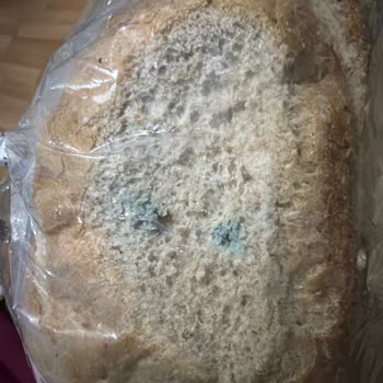 Samsun Siteler Şubesinde İki Kez Küflü Ekmek Verildi, Sağlık Riski Oluştu