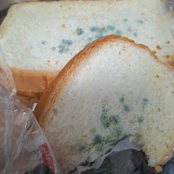 Tarihi Geçmemiş Tost Ekmeği Küflü Çıktı Güvenim Zedelenmiş