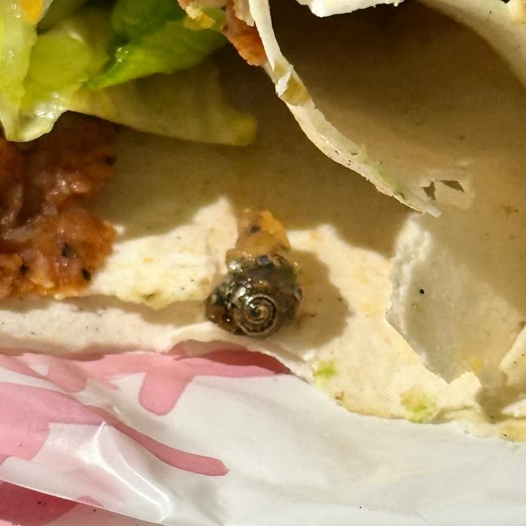 Dürüme Salyangoz Kaçması Hijyen İhlali Ve Ciddi Sağlık Riski