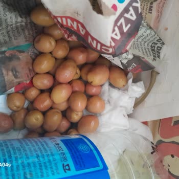 Cem Çizik Yeşil Zeytin Vakum Ürününün Şiddetli Kötü Kokusu ve Bozulmuş Kalitesi