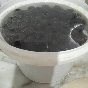 Bağcı Zeytin Koyu Renkli Ve Zehir Gibi Acı Zeytinler İçin Şikayet