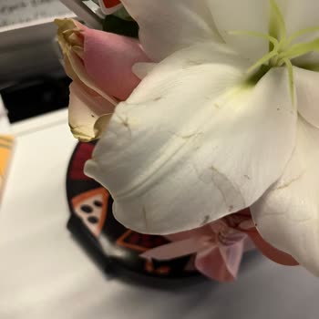 Sipariş Edilen Kutu Çiçeğinde Solmuş Ve Sararmış Çiçekler Geldi