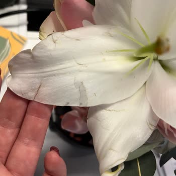 Sipariş Edilen Kutu Çiçeğinde Solmuş Ve Sararmış Çiçekler Geldi