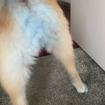 Köpekler İçin Kullanılan Saç Boyasının İnsan Ürünü Olduğu Ve Kesimlerin Özensiz Olması