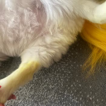 Köpekler İçin Kullanılan Saç Boyasının İnsan Ürünü Olduğu Ve Kesimlerin Özensiz Olması