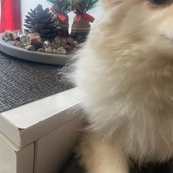 Köpekler İçin Kullanılan Saç Boyasının İnsan Ürünü Olduğu Ve Kesimlerin Özensiz Olması