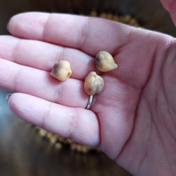 Tat Bakliyat Bozuk Ürün