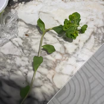 Sütleğen Otu Çiğköftede Görüldü, Sağlık Endişesi