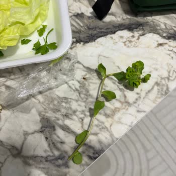 Sütleğen Otu Çiğköftede Görüldü, Sağlık Endişesi