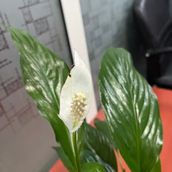 Görsellerle Uyuşmayan Çiçek Ve Müşteri Hizmetlerinin İlgisizliği