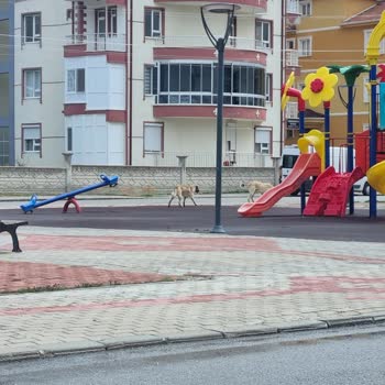 Karaman’da K********** Ve Çeltek Mahallerinde Başıboş Köpekler Güvenliğimizi Tehdit Ediyor