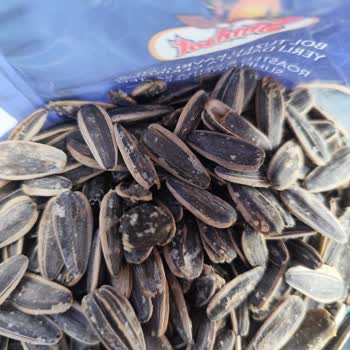 Simbat Bol Tuzlu Dakota Çekirdeğinde Keçi Dışkısına Benzeyen Yabancı Madde