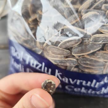 Simbat Bol Tuzlu Dakota Çekirdeğinde Keçi Dışkısına Benzeyen Yabancı Madde