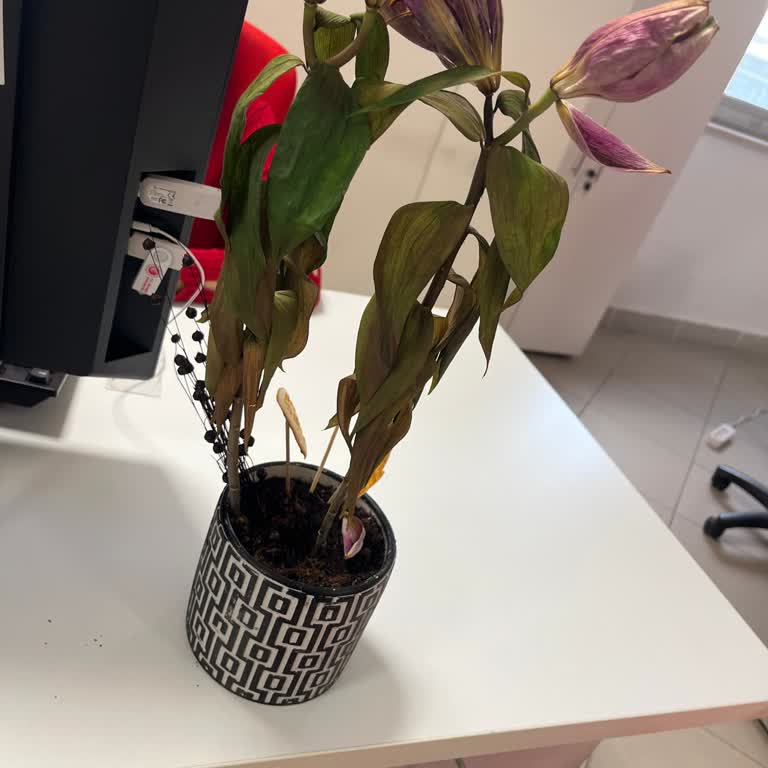 Lilyum Çiçeği Tomurcuk Halinde Geldi, Kısa Sürede Soldu Ve Ücretsiz Yeniden Gönderim Talebi