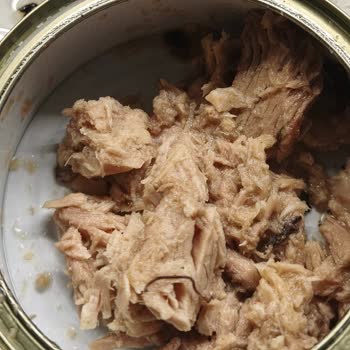 Dardanel Ekonomik Ton Balığında Parazit Görüldü