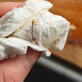 Dardanel Ekonomik Ton Balığında Parazit Görüldü