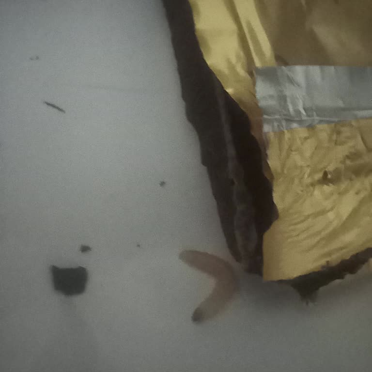 Eti Karam Bitter Çikolatasında Canlı Kurt Fırladı