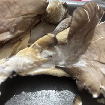 Küflenmiş İstiridye Mantarı İçin İade Talebi Ve Gıda Güvenliği Şikayeti