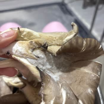 Küflenmiş İstiridye Mantarı İçin İade Talebi Ve Gıda Güvenliği Şikayeti