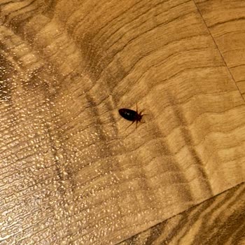 Enza Home Yatakta Tahta Kurusu Ve Masrafların Geri Ödenmesi Talebi