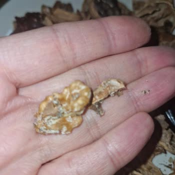 Koop Market Küflü Ve Kurtlu Cevizler!