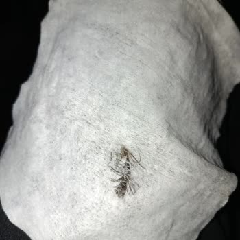 Yabancı Madde İçeren Bebek Mendil Paketi Güvenimi Sarsıyor