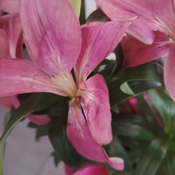 Solmuş Çiçek Ve Ücret İadesi Gecikmesi