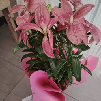 Solmuş Çiçek Ve Ücret İadesi Gecikmesi