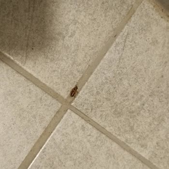 Kayseri Battalgazi Köfteci Yusuf Şubesinde Hamam Böcekleri Görüldü Hijyen İhlali