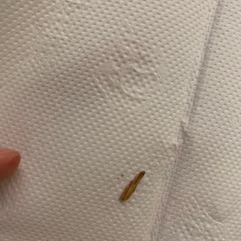 Macro Center’da Algida Dondurmada Tahta Parçası Bulundu