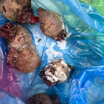 Garanti Kapsamındaki Bosch Buzdolabımda Parça Değişimi Sonrası Donma Sorunu Çözülmedi