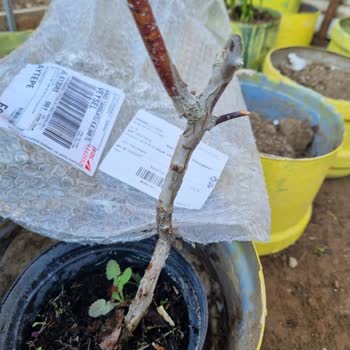 Canlı Yaban Mersini Fidanı Beklerken Ölü Çubuk Gönderildi