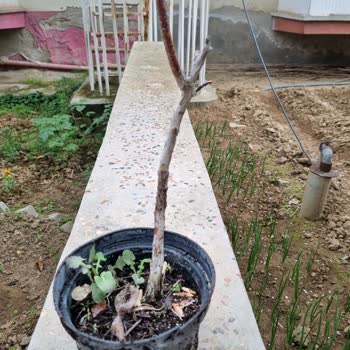 Canlı Yaban Mersini Fidanı Beklerken Ölü Çubuk Gönderildi