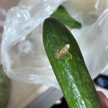 Trendyol’da Ezik Sebze Ürünleri Ve İade Sorunu