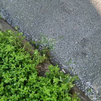 Gaziosmanpaşa’da Plastik Toz Kirliliği Ve Sağlık Tehlikesi
