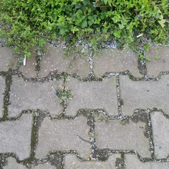 Gaziosmanpaşa’da Plastik Toz Kirliliği Ve Sağlık Tehlikesi