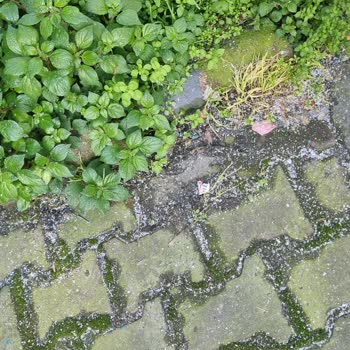 Gaziosmanpaşa’da Plastik Toz Kirliliği Ve Sağlık Tehlikesi