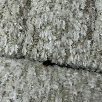 Bellona Yatak Setinde Haşerat Sorunu, Değişim Veya İade Talebi