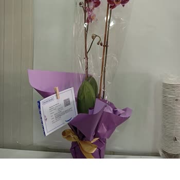 Üç Kez Ayıplı Orkide Gönderildi, Doğum Günü Kutlaması Bozuldu