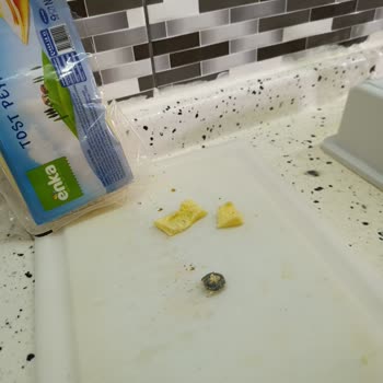 Enka Tost Peynirinde Vida Bulunması Kabul Edilemez