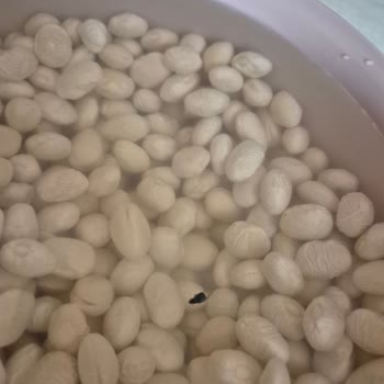 Getir Üzerinden Aldığım Şeker Fasulyede Canlı Böcek Çıktı