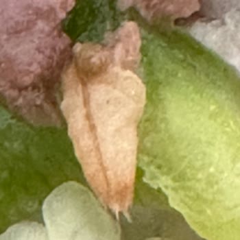 Subway Beachpark Şubesinde Biftek Bowl İçinde Kurt Bulunması Hijyen Skandalı Ve İade Talebi