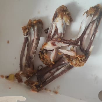 Kanlı Tavuk Kanatları Ve Yanmış Koku İçeren Siparişte Sağlık Riski