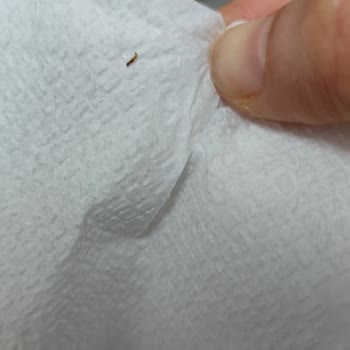 Şok Market’ten Süt Şişesinde Kurt Tespiti Güvenimiz Sarsıldı